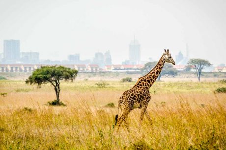Nairobi