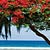 Vliegtickets naar: La Reunion La Reunion
